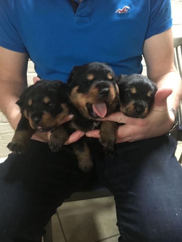 Cute lovely Male and Female rottweiler puppies for adoption Image eClassifieds4u