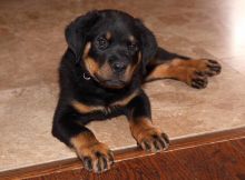 Rottweiler Puppies for sale!Vaccinated wormed and potty trained. Image eClassifieds4U