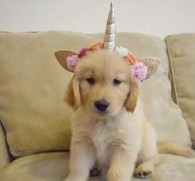 Adorable lovely Male and Female goldenretriver Puppies for adoption