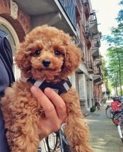 Adorable lovely Male and Female toy poodle Puppies for adoption