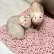 adorable ferrets for adoption Email address.(chenwibobo@gmail.com)