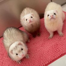 adorable ferrets for adoption Email address.(chenwibobo@gmail.com) Image eClassifieds4U
