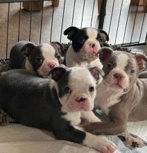ADORABLE BOSTON TERRIER PUPPIES READY TO GO(belgil883@gmail.com)