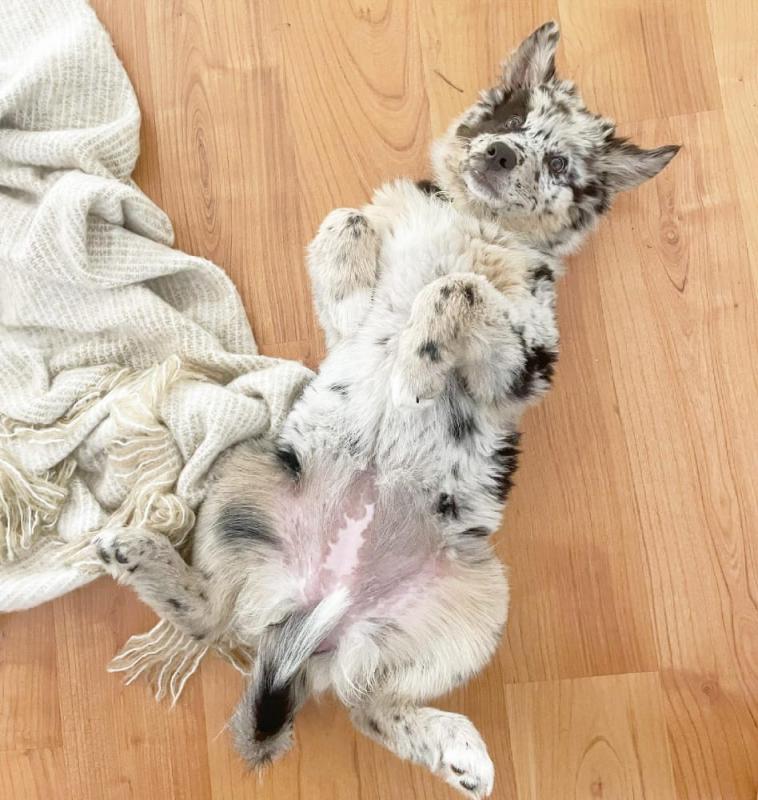 Australian Shepherd Puppies For Re-homing Image eClassifieds4u