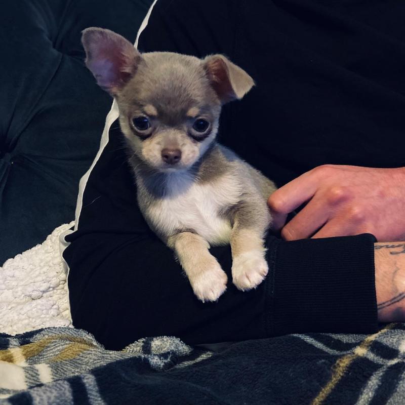 Chihuahua~ 1st and 2nd Shots Completed Image eClassifieds4u