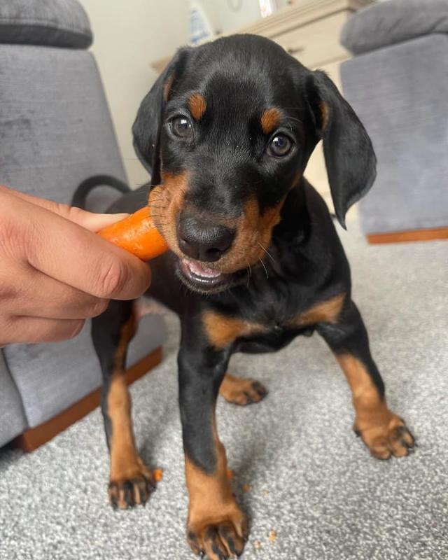 Doberman Pinscher puppies available for adoption. Image eClassifieds4u