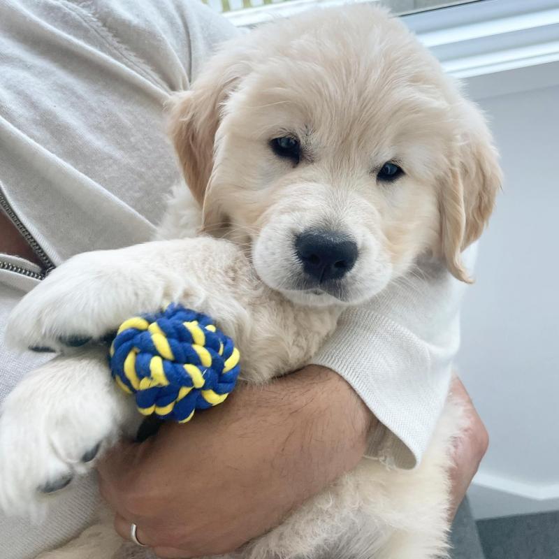 Lovely Male and Female Golden Retriever Image eClassifieds4u