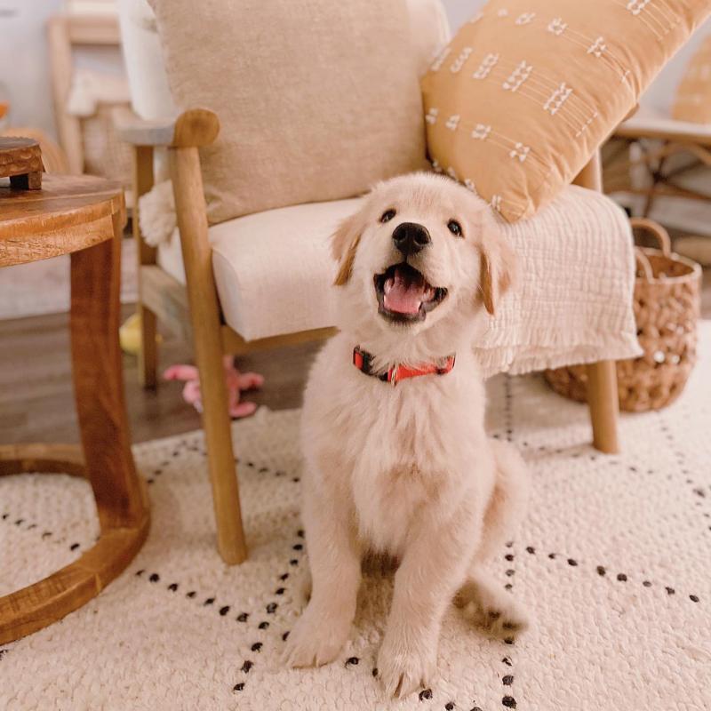 Well Trained Golden Retriever Puppies Image eClassifieds4u