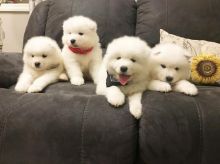 Adorable male and female Samoyed puppies.