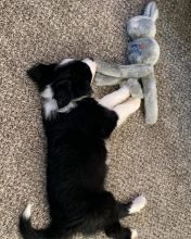 ??Cute Border Collie puppies Available ??