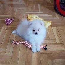 Nice Teacup Pomeranian puppies