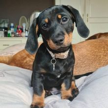 Smooth coat Dachshund Puppies available