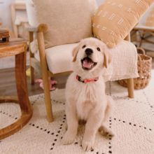 Well Trained Golden Retriever Puppies