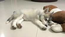 male and female siberian husky puppies