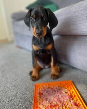 Adorable Miniature doberman pinscher puppies ready Image eClassifieds4U