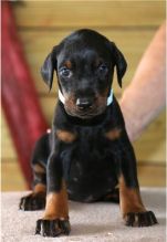 Excellence lovely Male and Female doberman Puppies for adoption