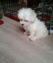 maltes Puppies Male and Female For Adoption