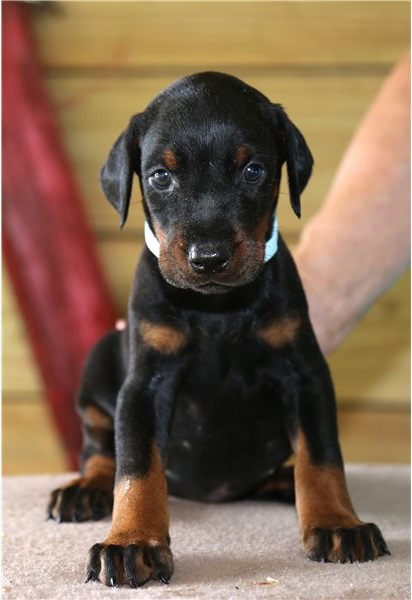 Excellence lovely Male and Female doberman Puppies for adoption Image eClassifieds4u