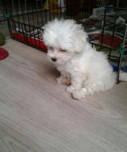 maltes Puppies Male and Female For Adoption Image eClassifieds4U