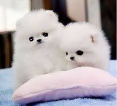 Perfect lovely Male and Female pomeranian Puppies for adoption Image eClassifieds4u