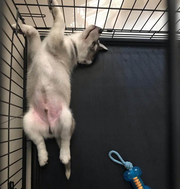 Excellent Siberian Husky Puppies for adoption Image eClassifieds4u