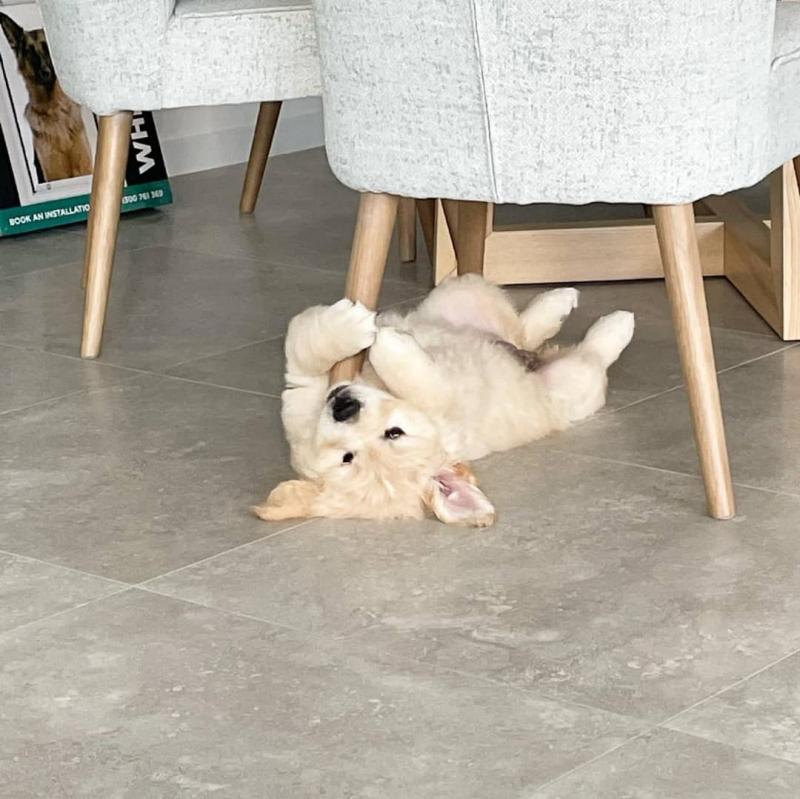 Golden retriever puppies for adoption Image eClassifieds4u