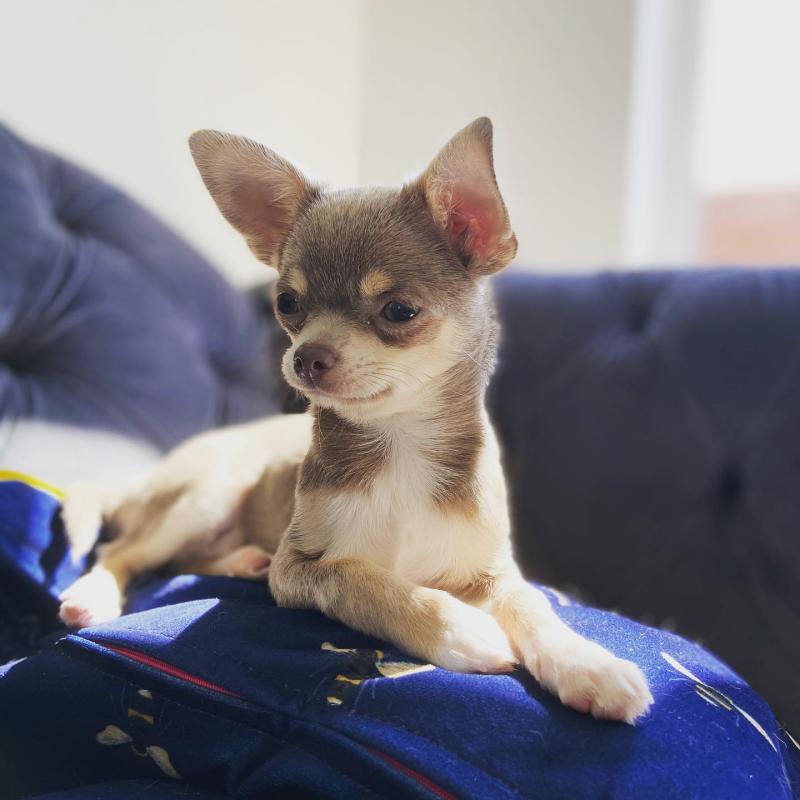 Lovely Chihuahua puppies available. Image eClassifieds4u