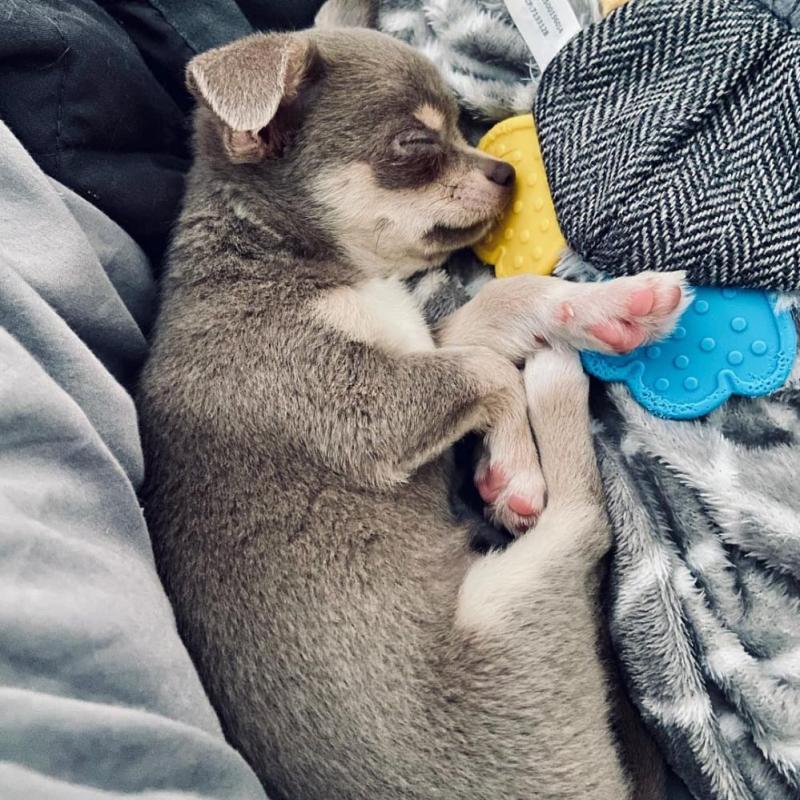 Lovely Chihuahua puppies available. Image eClassifieds4u