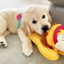 Absolutely darling Golden Retriever puppies