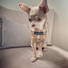 Apple head Teacup chihuahua puppies Available