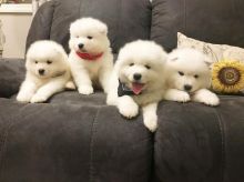 Cute Samoyed puppies