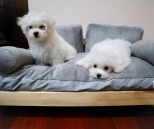 Dramatic Ckc Maltese Puppies