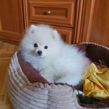Gorgeous female and male Pomeranian puppies.