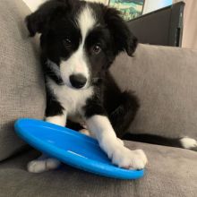 Healthy Home raised Border collie puppies available