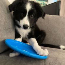 Two Lovely Border collie puppies available.