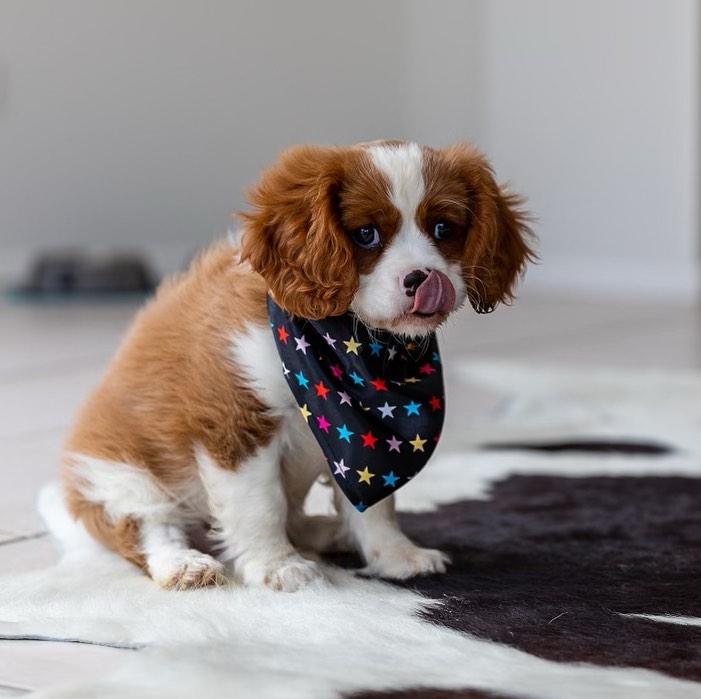 Beautiful cavalier king Charles spaniel puppies Image eClassifieds4u