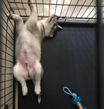 Excellent Siberian Husky Puppies for adoption Image eClassifieds4U