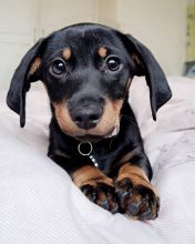 Smooth coat Dachshund Puppies available Image eClassifieds4U