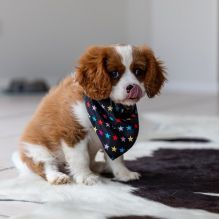 Beautiful cavalier king Charles spaniel puppies Image eClassifieds4U