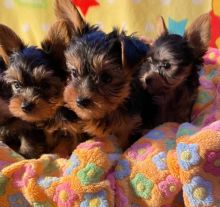 Lovely Mini Yorkie Puppies available (belgil883@mail.com)