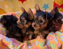 Lovely Mini Yorkie Puppies available (belgil883@mail.com)