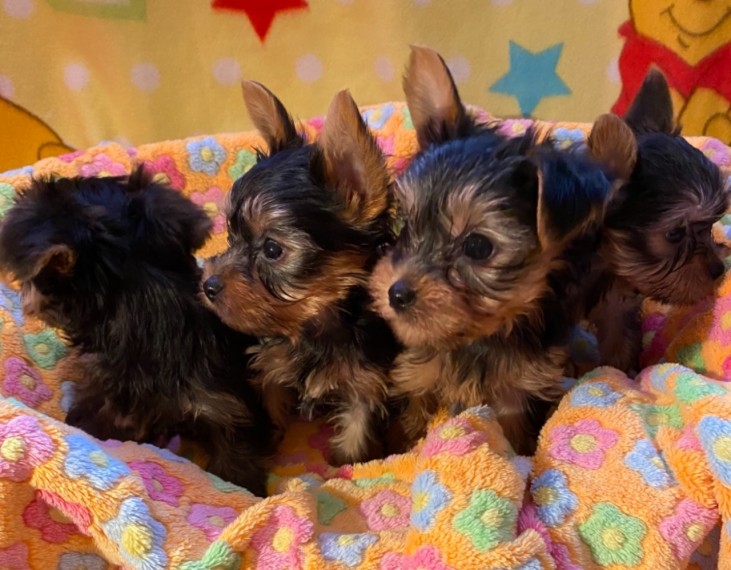 Lovely Mini Yorkie Puppies available (belgil883@mail.com) Image eClassifieds4u