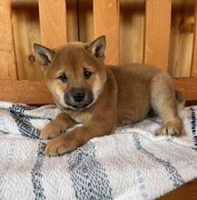 CKC registered Shiba Inu puppies