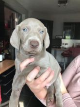 Cute and lovely male and female Weimaraner Puppies