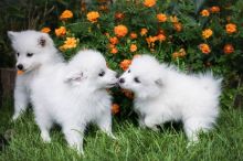 Cute male and female Toy American Eskimo Puppies available