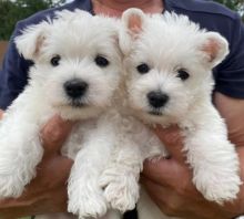 Male and female West Highland White Terrier puppies