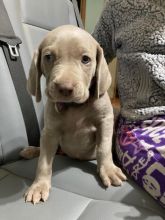 We have two lovely Weimaraner puppies