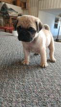 Adorable Pug puppies available Image eClassifieds4u