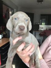 Cute and lovely male and female Weimaraner Puppies Image eClassifieds4u 1