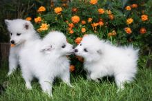 Cute male and female Toy American Eskimo Puppies available Image eClassifieds4u 1